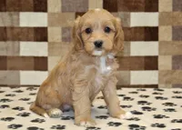 Macy, a female Cavapoo and Miniature Bernedoodle for sale in Denver, PA – Photo 4 of 4
