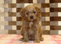 Dylan, a male Cavapoo for sale in Denver, PA – 7 of 8