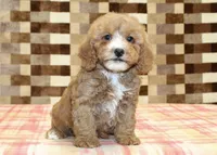 JJ, a male Cavapoo and Miniature Bernedoodle for sale in Denver, PA – 4 of 4