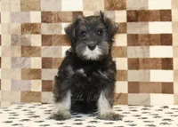 Eddy, a male Miniature Schnauzer for sale in Denver, PA – 3 of 8