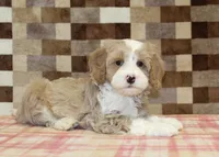Jack, a male Cavapoo and Miniature Bernedoodle for sale in Denver, PA – 2 of 4