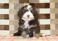 Bingo, a male Miniature Bernedoodle for sale in Denver, PA – 3 of 8