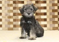 Teddy, a male Miniature Schnauzer for sale in Denver, PA – 4 of 4