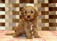 Diego, a male Cavapoo for sale in Denver, PA – 8 of 8