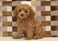 Donny, a male Cavapoo for sale in Denver, PA – 4 of 8