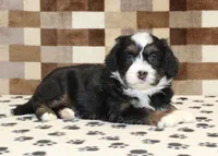 Karly, a female Miniature Bernedoodle for sale in Denver, PA – 2 of 4
