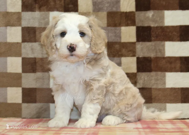Buddy – Miniature Bernedoodle puppy for sale in Denver, PA