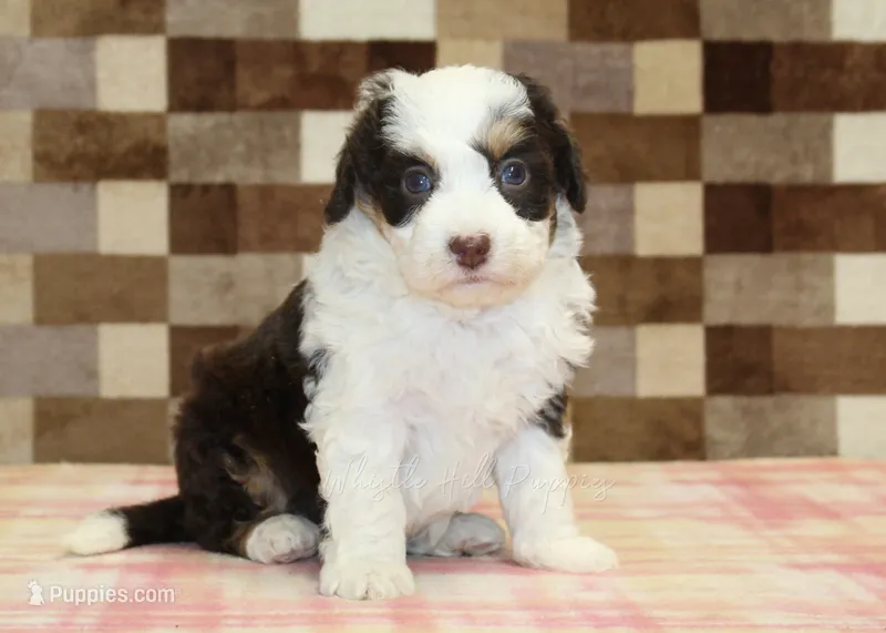 Hershey – Miniature Bernedoodle puppy for sale in Denver, PA
