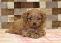 Dora, a female Cavapoo for sale in Denver, PA – 6 of 8