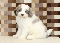 Chip, a male Miniature Bernedoodle for sale in Denver, PA – 4 of 7