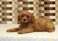 Dolly, a female Cavapoo for sale in Denver, PA – 2 of 8