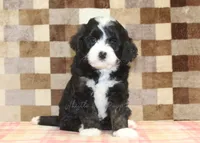 Cupcake, a female Miniature Bernedoodle for sale in Denver, PA – 7 of 8
