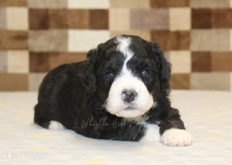 Chief – Miniature Bernedoodle puppy for sale in Denver, PA
