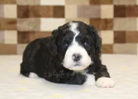 Chief, a male Miniature Bernedoodle for sale in Denver, PA – 1 of 3