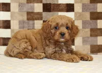 Dylan, a male Cavapoo for sale in Denver, PA – 2 of 8