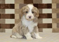 Jack, a male Cavapoo and Miniature Bernedoodle for sale in Denver, PA – 4 of 4