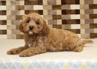Diego, a male Cavapoo for sale in Denver, PA – 2 of 8