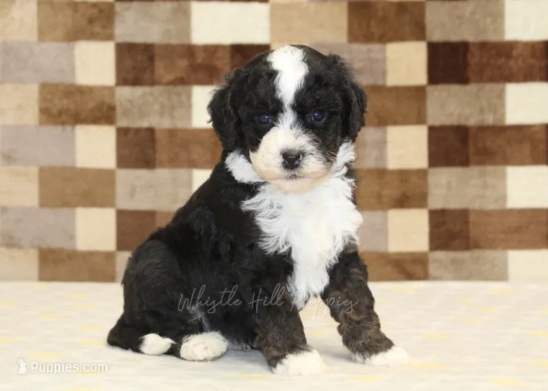 Jacob – Cavapoo, Miniature Bernedoodle puppy for sale in Denver, PA