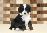 Jacob, a male Cavapoo and Miniature Bernedoodle for sale in Denver, PA – 1 of 4