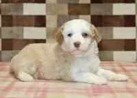Hanna, a female Miniature Bernedoodle for sale in Denver, PA – 2 of 4