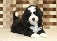 Cody, a male Miniature Bernedoodle for sale in Denver, PA – 2 of 8