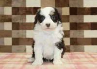 Hershey, a male Miniature Bernedoodle for sale in Denver, PA – 3 of 4
