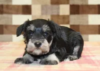 Lily, a female Miniature Schnauzer for sale in Denver, PA – 2 of 3