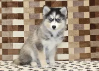 Willow, a female Pomsky for sale in Denver, PA – 4 of 8