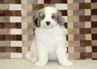 Chip, a male Miniature Bernedoodle for sale in Denver, PA – 3 of 7