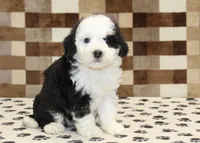 Kelsey, a female Miniature Bernedoodle for sale in Denver, PA – 4 of 4