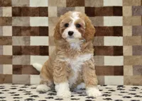 Fern, a female Cavapoo and Miniature Bernedoodle for sale in Denver, PA – 3 of 8