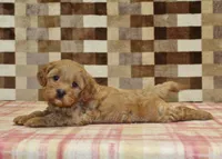 Diego, a male Cavapoo for sale in Denver, PA – 6 of 8