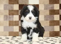 King, a male Miniature Bernedoodle for sale in Denver, PA – 3 of 4