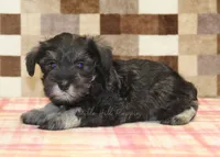 Elsa, a female Miniature Schnauzer for sale in Denver, PA – 2 of 4