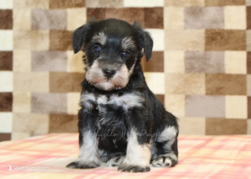 Lily – Miniature Schnauzer puppy for sale in Denver, PA
