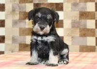 Lily, a female Miniature Schnauzer for sale in Denver, PA – 1 of 3