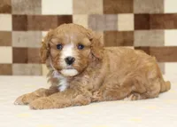 JJ, a male Cavapoo and Miniature Bernedoodle for sale in Denver, PA – 2 of 4