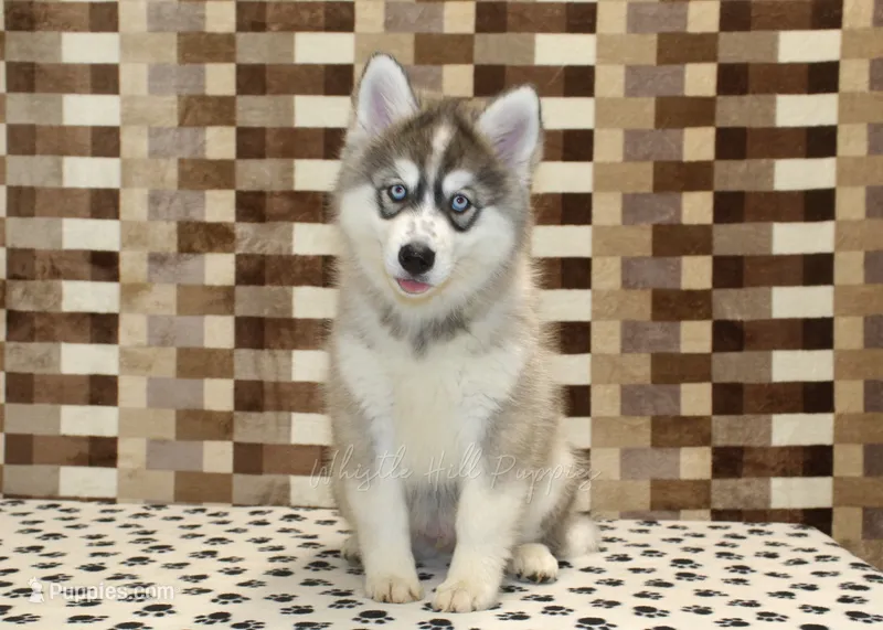 Wrigley – Pomsky puppy for sale in Denver, PA