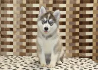 Wrigley, a male Pomsky for sale in Denver, PA – 1 of 6
