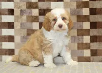 Harley, a male Miniature Bernedoodle for sale in Denver, PA – 4 of 4