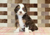 Haley, a female Miniature Bernedoodle for sale in Denver, PA – 4 of 4