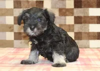 Elsa, a female Miniature Schnauzer for sale in Denver, PA – 4 of 4