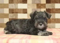 Eddy, a male Miniature Schnauzer for sale in Denver, PA – 2 of 4