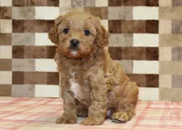 Diego, a male Cavapoo for sale in Denver, PA – 5 of 8