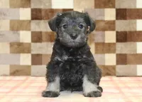 Teddy, a male Miniature Schnauzer for sale in Denver, PA – 3 of 4