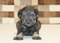 Teddy, a male Miniature Schnauzer for sale in Denver, PA – Photo 2 of 3