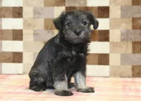 Teddy, a male Miniature Schnauzer for sale in Denver, PA – 4 of 4