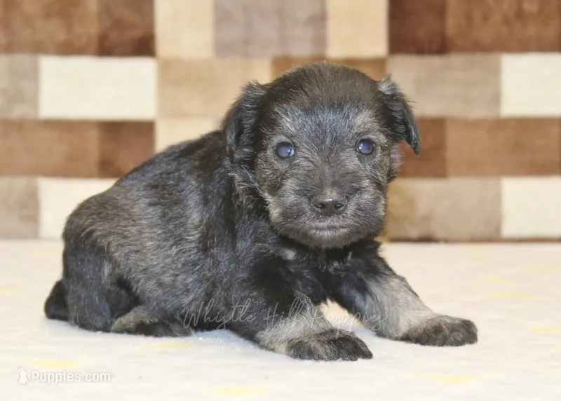 Teddy – Miniature Schnauzer puppy for sale in Denver, PA