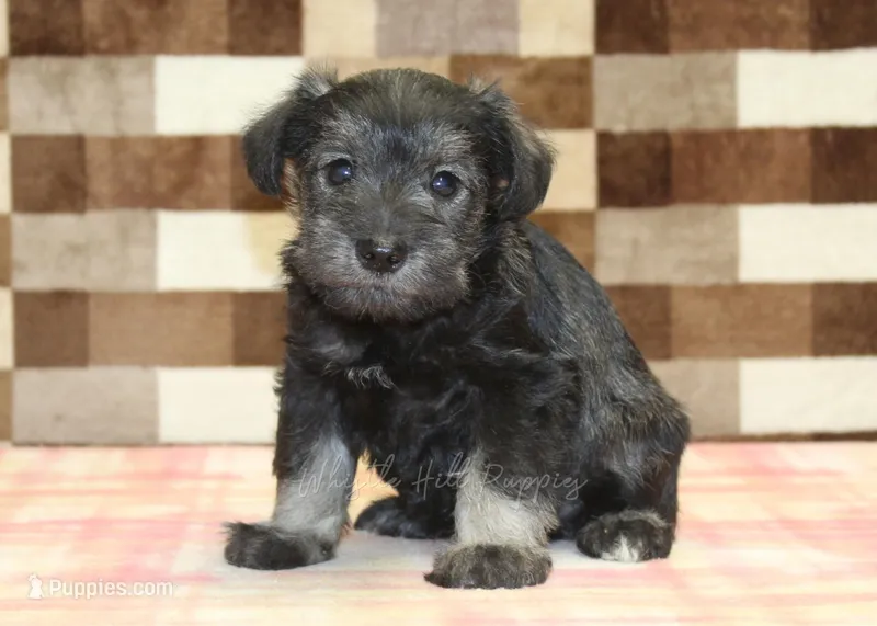 Teddy – Miniature Schnauzer puppy for sale in Denver, PA