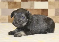 Teddy, a male Miniature Schnauzer for sale in Denver, PA – Photo 3 of 3